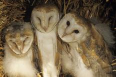 Young Barn Owls-Duncan Shaw-Photographic Print