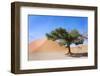 Dune and Single Tree at Sossusvlei, Namib Desert, Namibia-tish1-Framed Photographic Print