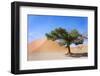 Dune and Single Tree at Sossusvlei, Namib Desert, Namibia-tish1-Framed Photographic Print