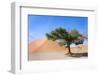 Dune and Single Tree at Sossusvlei, Namib Desert, Namibia-tish1-Framed Photographic Print