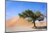 Dune and Single Tree at Sossusvlei, Namib Desert, Namibia-tish1-Mounted Photographic Print