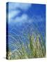 Dune Grass, Florida Keys-Lauree Feldman-Stretched Canvas