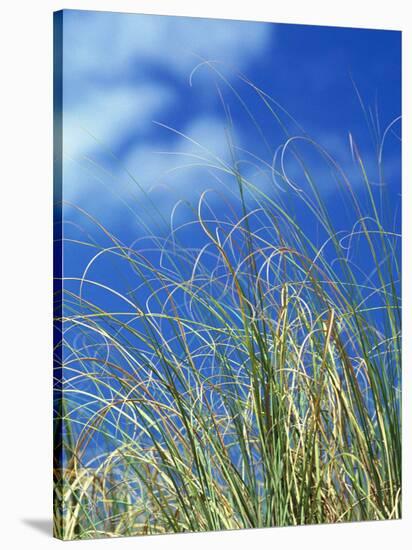 Dune Grass, Florida Keys-Lauree Feldman-Stretched Canvas