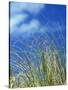 Dune Grass, Florida Keys-Lauree Feldman-Stretched Canvas