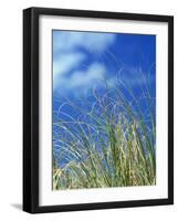 Dune Grass, Florida Keys-Lauree Feldman-Framed Photographic Print