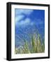 Dune Grass, Florida Keys-Lauree Feldman-Framed Photographic Print