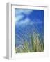 Dune Grass, Florida Keys-Lauree Feldman-Framed Photographic Print