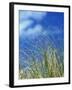 Dune Grass, Florida Keys-Lauree Feldman-Framed Photographic Print