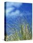 Dune Grass, Florida Keys-Lauree Feldman-Stretched Canvas
