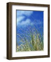 Dune Grass, Florida Keys-Lauree Feldman-Framed Photographic Print