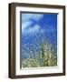 Dune Grass, Florida Keys-Lauree Feldman-Framed Photographic Print