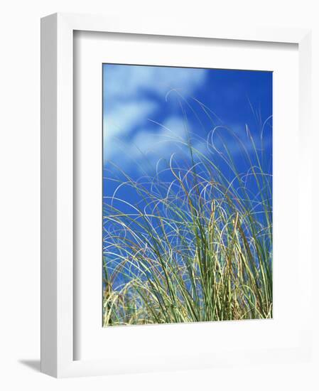 Dune Grass, Florida Keys-Lauree Feldman-Framed Photographic Print