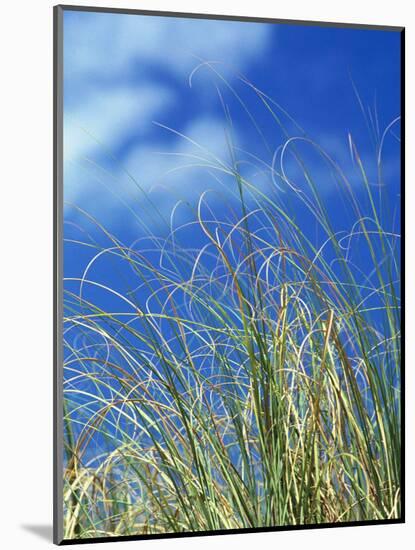 Dune Grass, Florida Keys-Lauree Feldman-Mounted Photographic Print