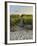 Dune Path Gull-Bruce Dumas-Framed Giclee Print