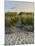 Dune Path Gull-Bruce Dumas-Mounted Giclee Print