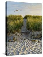 Dune Path Gull-Bruce Dumas-Stretched Canvas