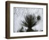 Dune, Plant, White Sands, New Mexico, c. 1940-Brett Weston-Framed Photographic Print