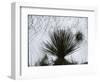 Dune, Plant, White Sands, New Mexico, c. 1940-Brett Weston-Framed Photographic Print