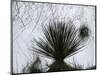 Dune, Plant, White Sands, New Mexico, c. 1940-Brett Weston-Mounted Photographic Print