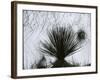 Dune, Plant, White Sands, New Mexico, c. 1940-Brett Weston-Framed Photographic Print