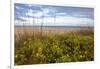 Dune sunflowers and sea oats along Sanibel Island beach in Florida, USA-Chuck Haney-Framed Photographic Print