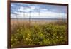 Dune sunflowers and sea oats along Sanibel Island beach in Florida, USA-Chuck Haney-Framed Photographic Print