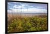 Dune sunflowers and sea oats along Sanibel Island beach in Florida, USA-Chuck Haney-Framed Photographic Print