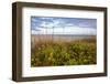 Dune sunflowers and sea oats along Sanibel Island beach in Florida, USA-Chuck Haney-Framed Photographic Print