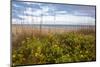 Dune sunflowers and sea oats along Sanibel Island beach in Florida, USA-Chuck Haney-Mounted Photographic Print