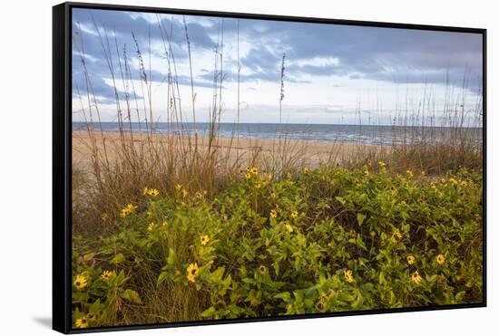 Dune sunflowers and sea oats along Sanibel Island beach in Florida, USA-Chuck Haney-Framed Stretched Canvas