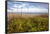 Dune sunflowers and sea oats along Sanibel Island beach in Florida, USA-Chuck Haney-Framed Stretched Canvas