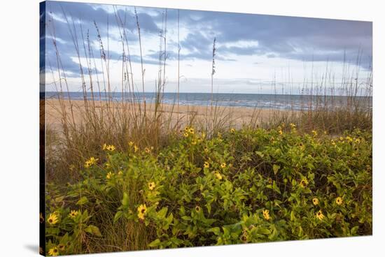 Dune sunflowers and sea oats along Sanibel Island beach in Florida, USA-Chuck Haney-Stretched Canvas