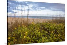 Dune sunflowers and sea oats along Sanibel Island beach in Florida, USA-Chuck Haney-Stretched Canvas