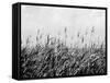 Dune Triptych III-Jeff Pica-Framed Stretched Canvas