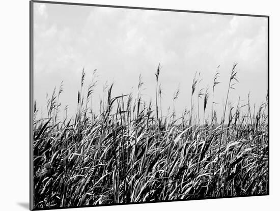 Dune Triptych III-Jeff Pica-Mounted Photographic Print
