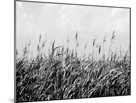 Dune Triptych III-Jeff Pica-Mounted Photographic Print