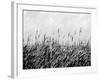 Dune Triptych III-Jeff Pica-Framed Photographic Print