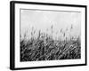 Dune Triptych III-Jeff Pica-Framed Photographic Print