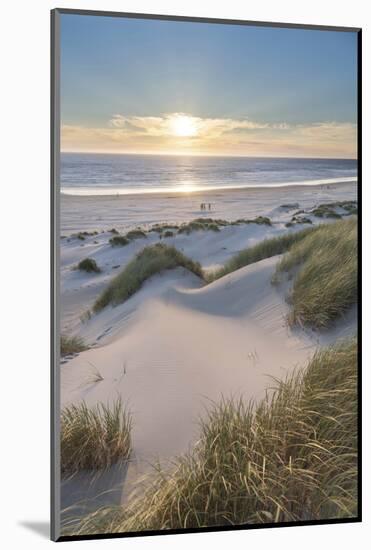 Dunes and dune grass at sunset. Nehalem State Park, Oregon.-Alan Majchrowicz-Mounted Photographic Print