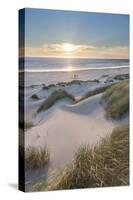 Dunes and dune grass at sunset. Nehalem State Park, Oregon.-Alan Majchrowicz-Stretched Canvas