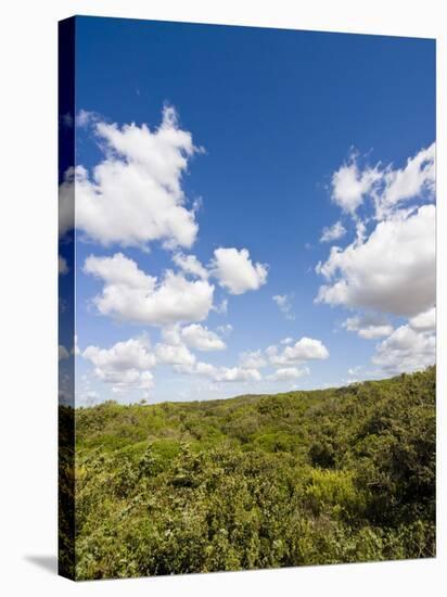 Dunes and Mediterranean Bush Behind Capalbio Beach, Capalbio, Grosseto Province, Tuscany, Italy-Nico Tondini-Stretched Canvas