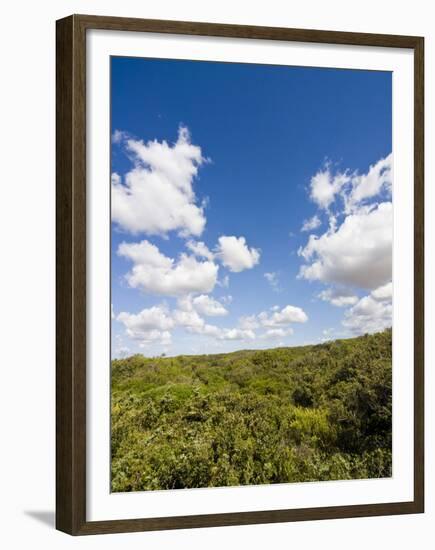 Dunes and Mediterranean Bush Behind Capalbio Beach, Capalbio, Grosseto Province, Tuscany, Italy-Nico Tondini-Framed Premium Photographic Print