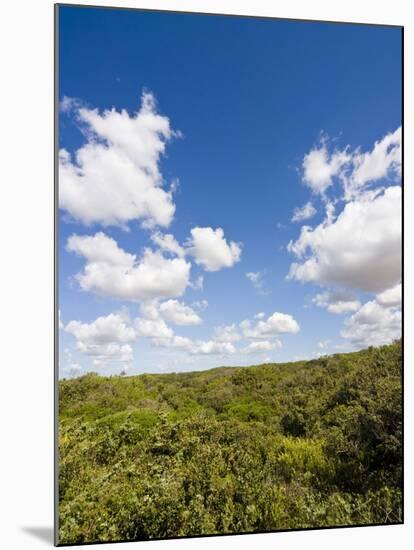 Dunes and Mediterranean Bush Behind Capalbio Beach, Capalbio, Grosseto Province, Tuscany, Italy-Nico Tondini-Mounted Premium Photographic Print