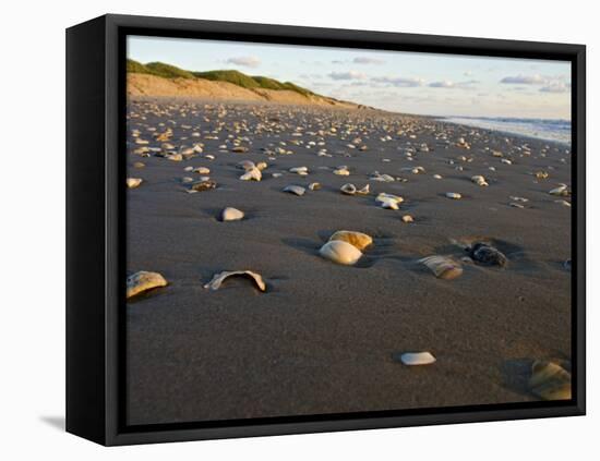 Dunes and Seashells on Padre Island, Texas, USA-Larry Ditto-Framed Stretched Canvas