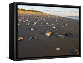 Dunes and Seashells on Padre Island, Texas, USA-Larry Ditto-Framed Stretched Canvas