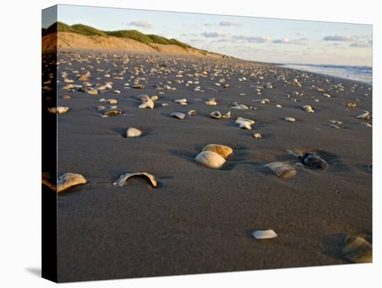 Dunes and Seashells on Padre Island, Texas, USA-Larry Ditto-Stretched Canvas