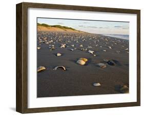 Dunes and Seashells on Padre Island, Texas, USA-Larry Ditto-Framed Photographic Print