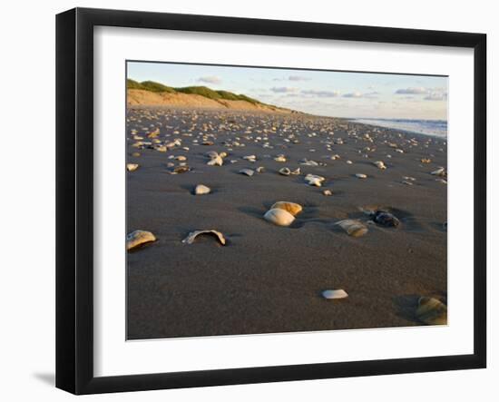 Dunes and Seashells on Padre Island, Texas, USA-Larry Ditto-Framed Photographic Print