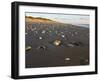 Dunes and Seashells on Padre Island, Texas, USA-Larry Ditto-Framed Photographic Print