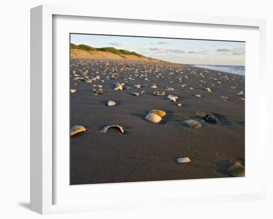 Dunes and Seashells on Padre Island, Texas, USA-Larry Ditto-Framed Photographic Print